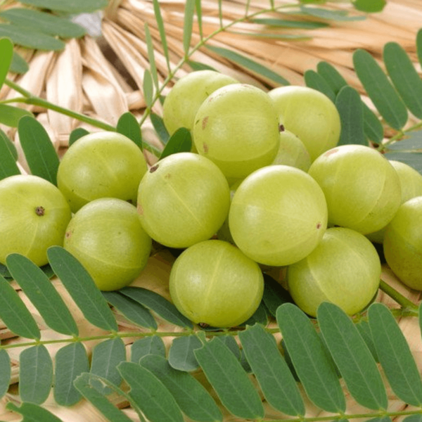 Amla Extract Powder