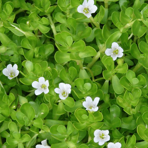 Bacopa Extract Powder