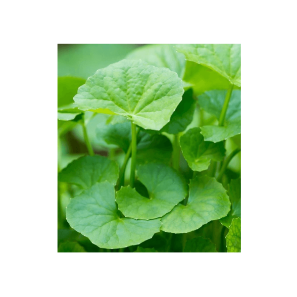 Centella Extract Powder