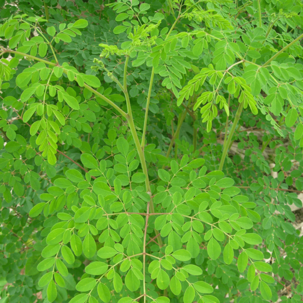 Moringa Extract Powder