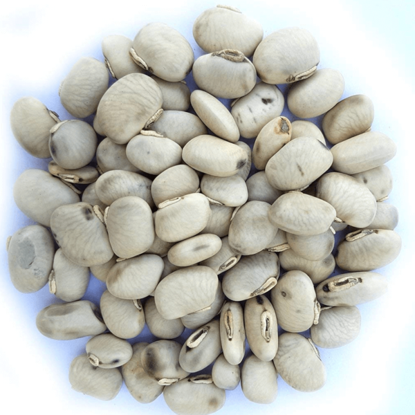 Mucuna Extract Powder